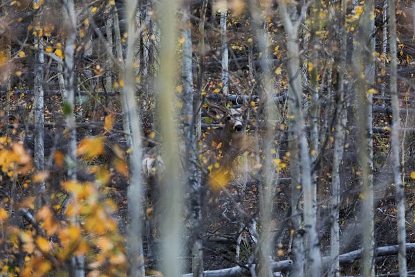 Mauro Battistelli: Hide & Seek by Mauro Battistelli