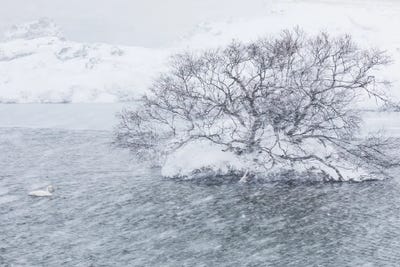 Into The Blizzard by Mauro Battistelli gallery poster