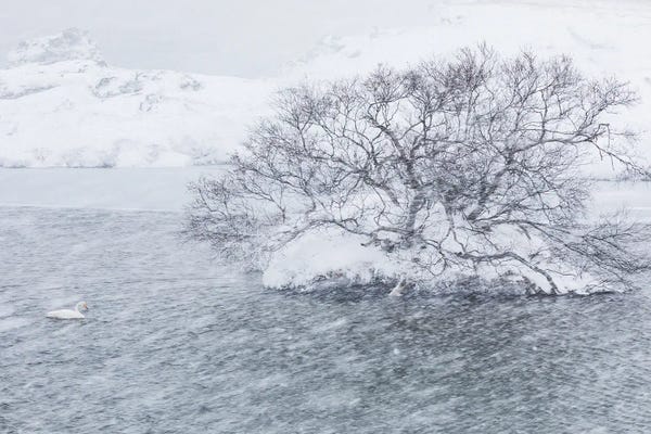 Mauro Battistelli: Into The Blizzard by Mauro Battistelli