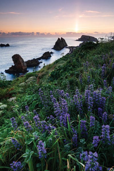 Lupines: Blooming Sunrise by Mauro Battistelli