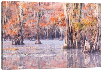 Unique Canvas Art Print - Marsh & Swamp Art