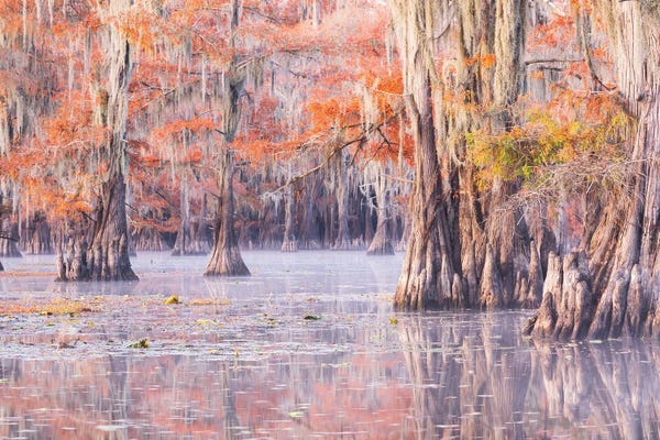 Mauro Battistelli: Unique by Mauro Battistelli