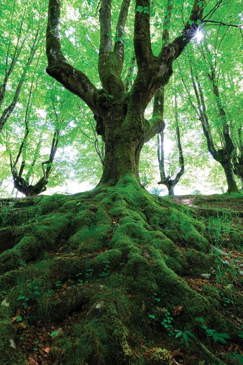 Green Forest by Mauro Battistelli wall art