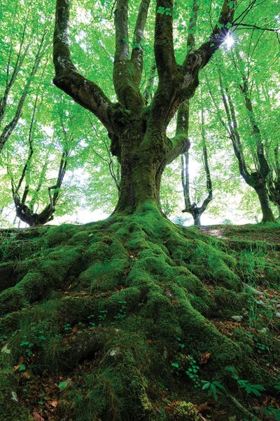 Mauro Battistelli: Green Forest by Mauro Battistelli