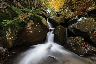 Inside Autumn by Mauro Battistelli gallery poster