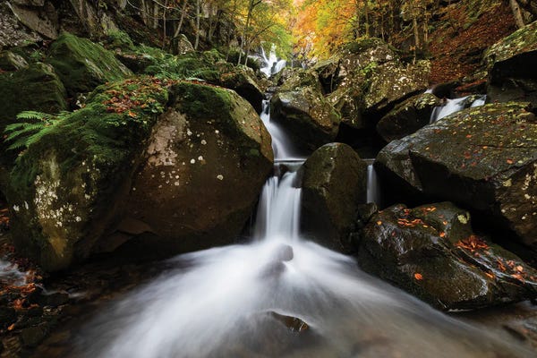 Mauro Battistelli: Inside Autumn by Mauro Battistelli