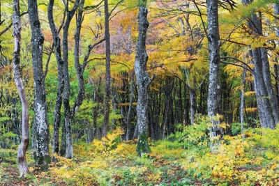 Appennini's Colors by Mauro Battistelli canvas print