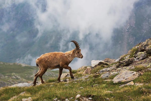 Mauro Battistelli: The Walk by Mauro Battistelli