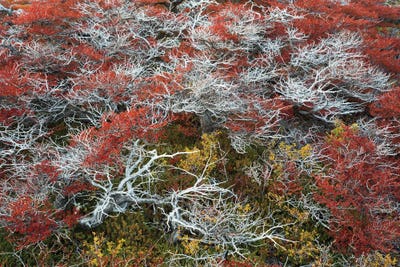 Patagonic Art by Mauro Battistelli gallery poster