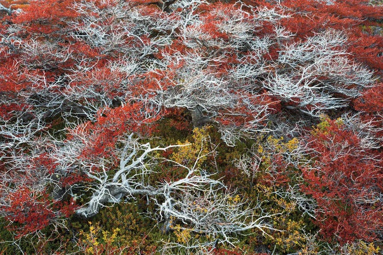 Patagonic Art by Mauro Battistelli wall art