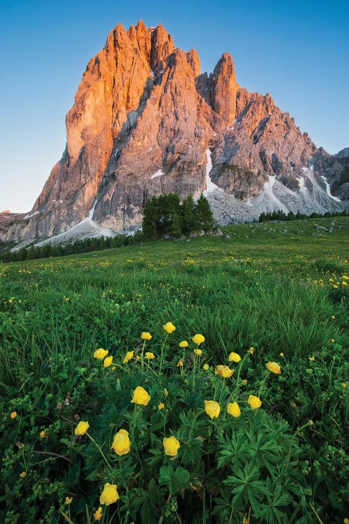 Blooming In The Dolomites