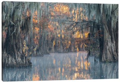 The Path Canvas Art Print - Marsh & Swamp Art