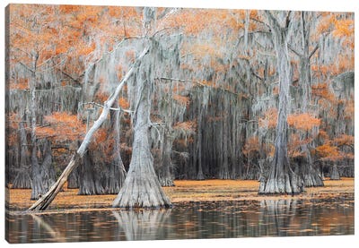 The Portal Canvas Art Print - Marsh & Swamp Art
