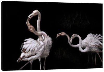 Tango And Flamingos Canvas Art Print