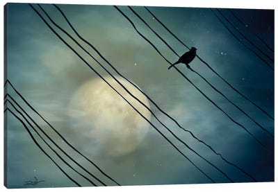 Pássaro ao Luar (Bird Moonlight) Canvas Art Print - Birds On A Wire