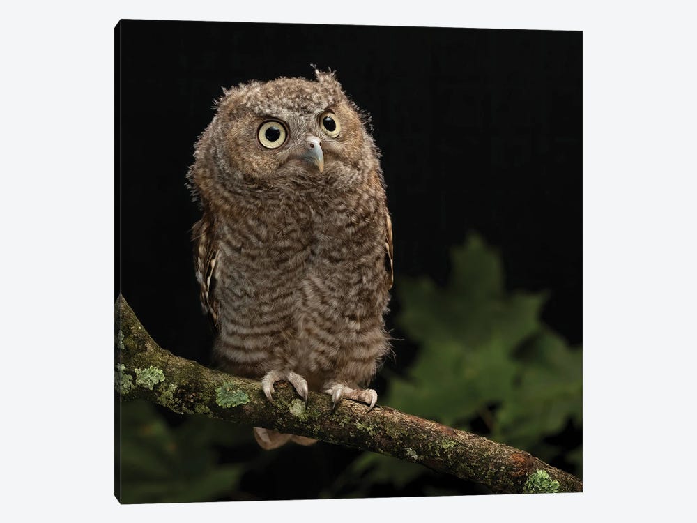 Eastern Screech-Owl, Central Pennsylvania by Joe & Mary Ann McDonald 1-piece Canvas Art Print
