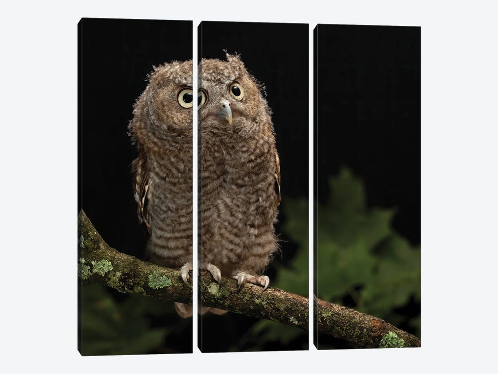 Eastern Screech-Owl, Central Pennsylvania by Joe & Mary Ann McDonald 3-piece Canvas Art Print