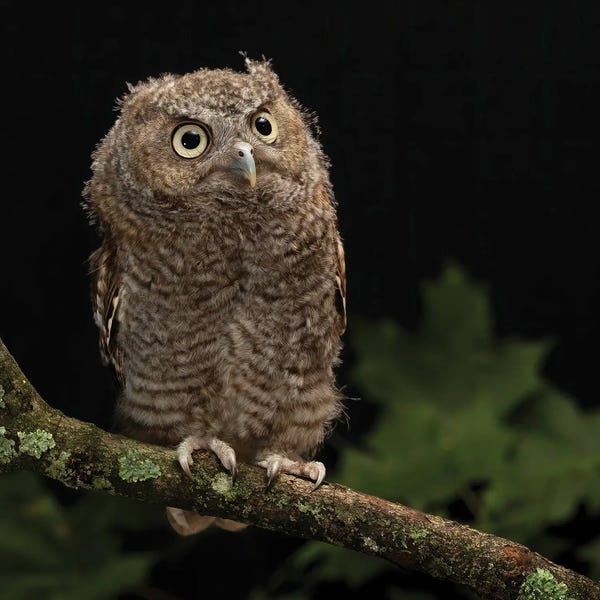 Joe & Mary Ann McDonald: Eastern Screech-Owl, Central Pennsylvania by Joe & Mary Ann McDonald