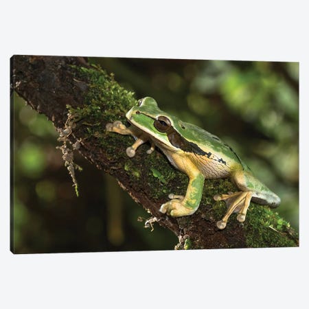 Masked Treefrog, Costa Rica, Central America Canvas Print #MCD11} by Joe & Mary Ann McDonald Art Print