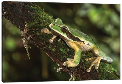 Masked Treefrog, Costa Rica, Central America Canvas Art Print - Frog Art