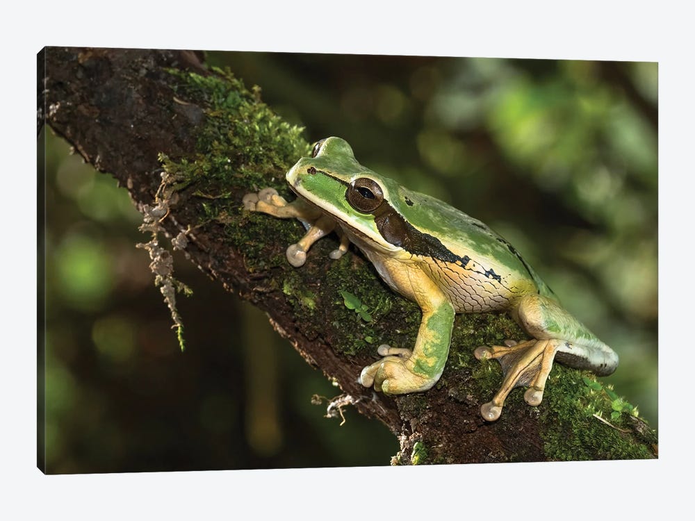 Masked Treefrog, Costa Rica, Central America by Joe & Mary Ann McDonald 1-piece Canvas Wall Art
