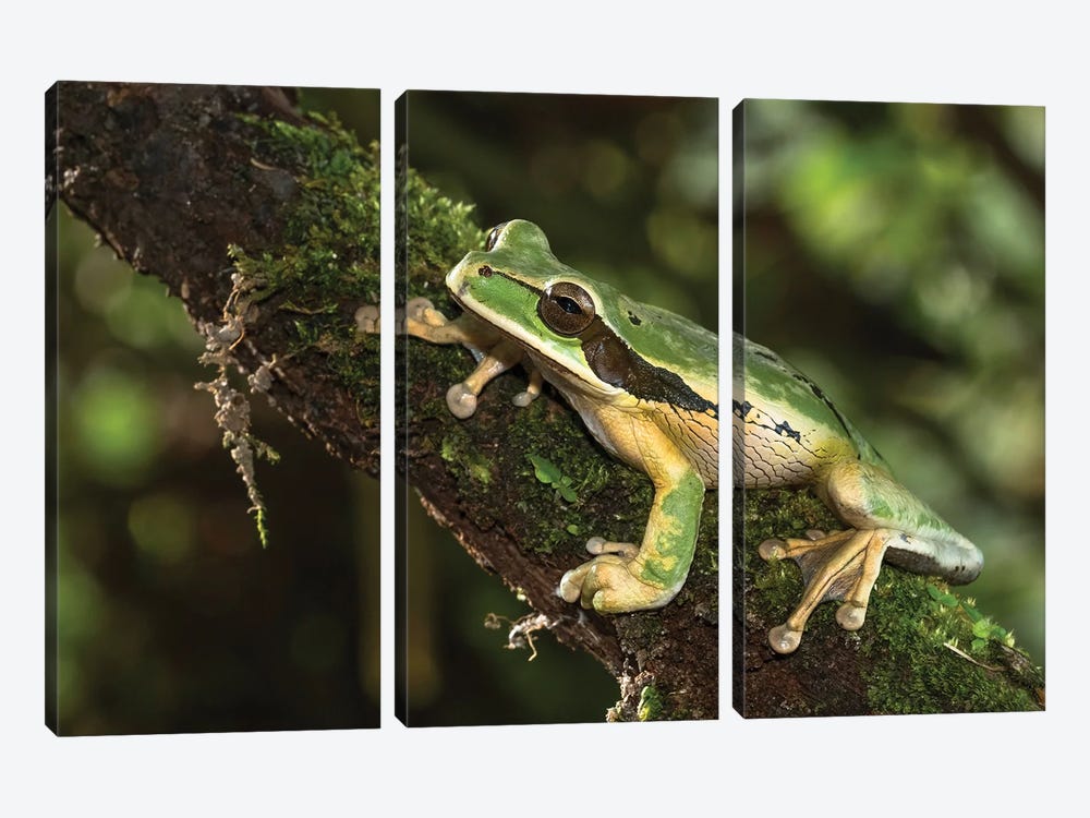 Masked Treefrog, Costa Rica, Central America by Joe & Mary Ann McDonald 3-piece Canvas Art