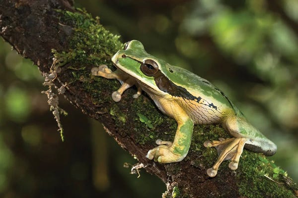 Joe & Mary Ann McDonald: Masked Treefrog, Costa Rica, Central America by Joe & Mary Ann McDonald