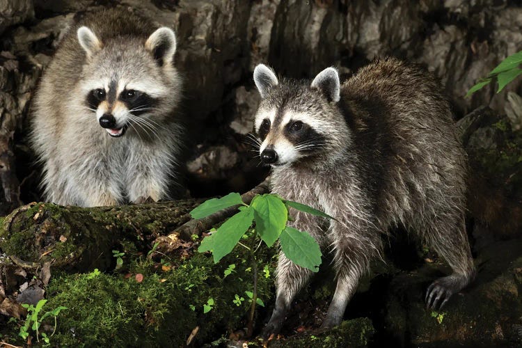 Raccoon, Pennsylvania, USA I