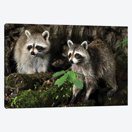 Raccoon, Pennsylvania, USA I Canvas Print #MCD12} by Joe & Mary Ann McDonald Canvas Art Print