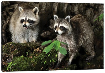 Raccoon, Pennsylvania, USA I Canvas Art Print - Raccoon Art