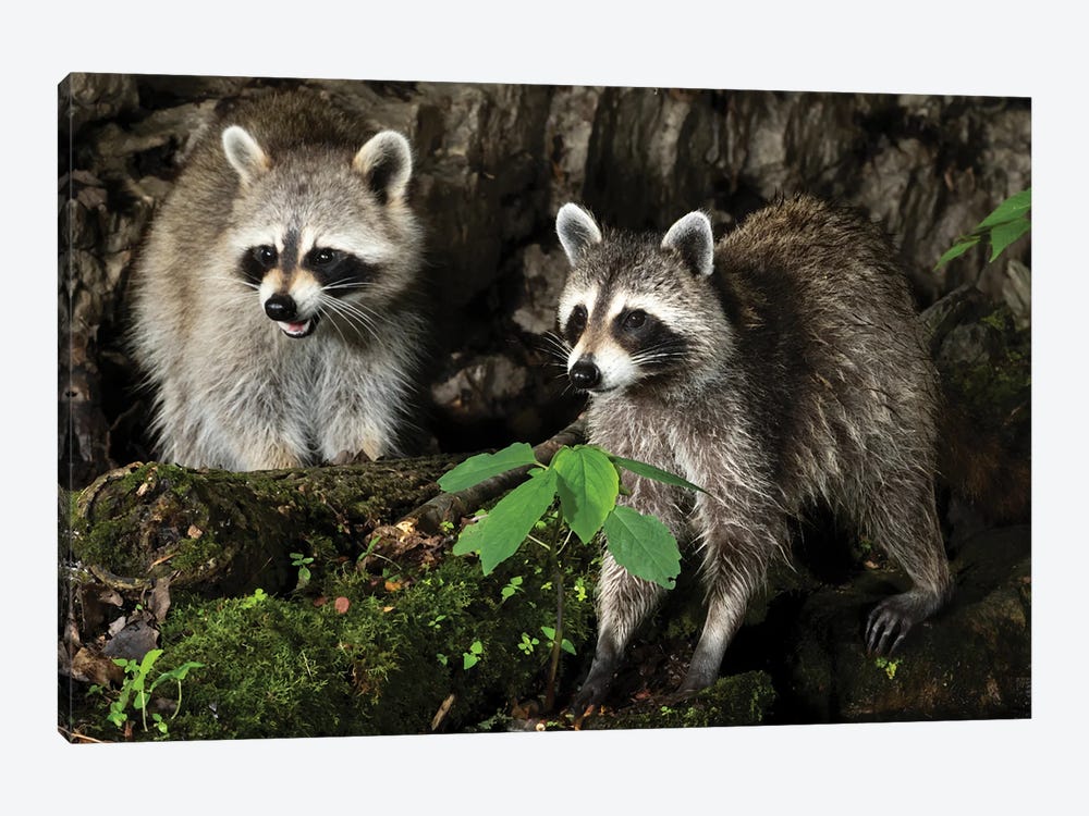 Raccoon, Pennsylvania, USA I by Joe & Mary Ann McDonald 1-piece Canvas Art Print
