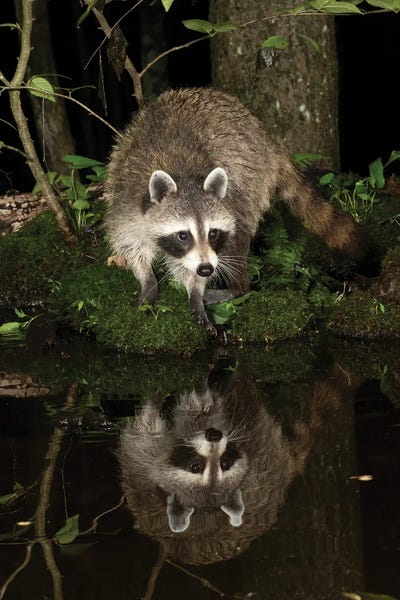 Joe & Mary Ann McDonald: Raccoon, Pennsylvania, USA II by Joe & Mary Ann McDonald