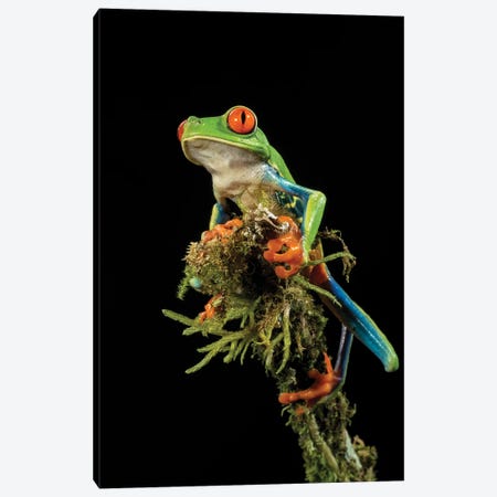 Red-Eyed Treefrog, Costa Rica, Central America Canvas Print #MCD14} by Joe & Mary Ann McDonald Canvas Artwork
