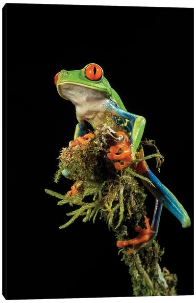 Red-Eyed Treefrog, Costa Rica, Central America Canvas Art Print