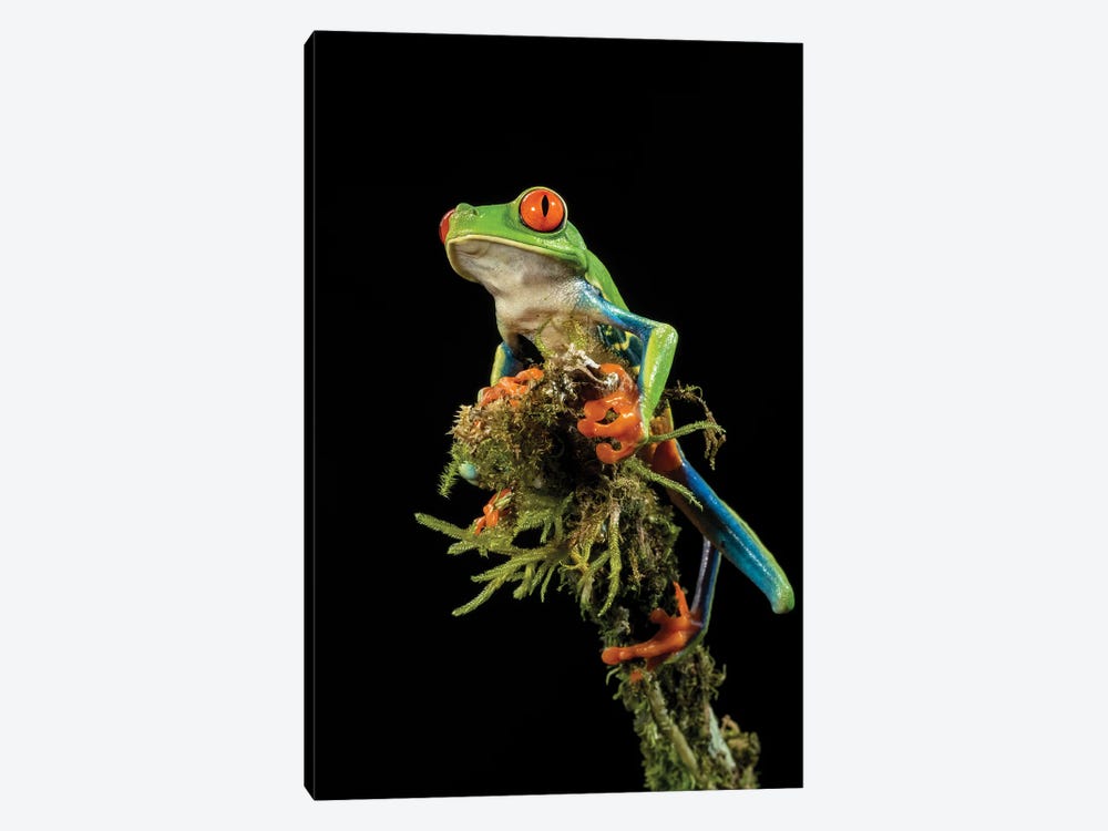 Red-Eyed Treefrog, Costa Rica, Central America by Joe & Mary Ann McDonald 1-piece Art Print