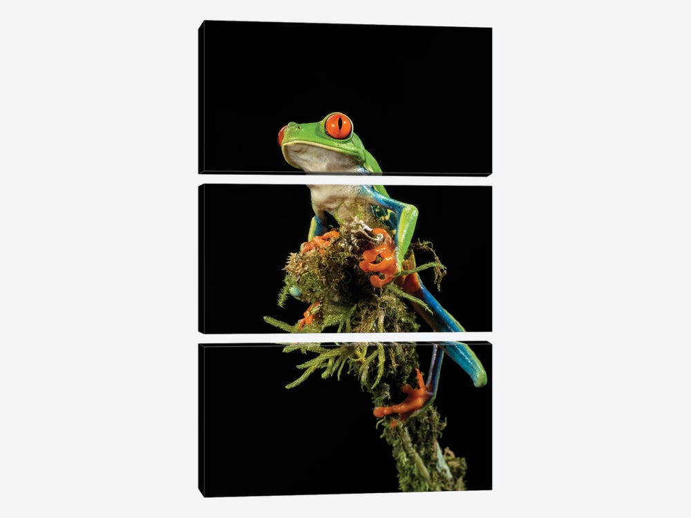 Red-Eyed Treefrog, Costa Rica, Central America by Joe & Mary Ann McDonald 3-piece Canvas Print