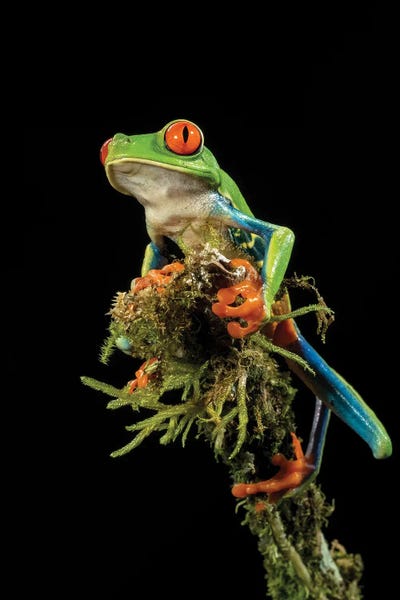 Joe & Mary Ann McDonald: Red-Eyed Treefrog, Costa Rica, Central America by Joe & Mary Ann McDonald