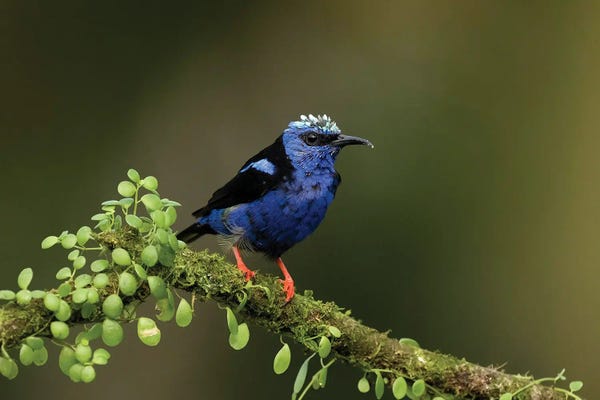 Joe & Mary Ann McDonald: Red-Legged Honeycreeper, Costa Rica, Central America by Joe & Mary Ann McDonald