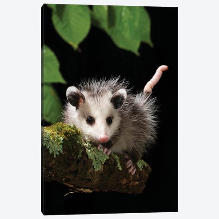 Virginia Opossum, Pennsylvania, USA Canvas Print #MCD16} by Joe & Mary Ann McDonald Canvas Artwork