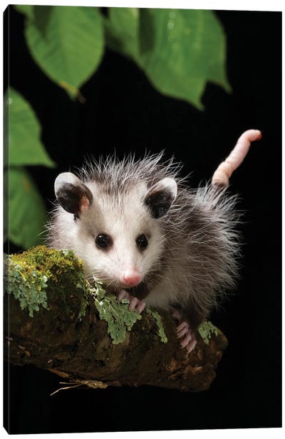 Virginia Opossum, Pennsylvania, USA Canvas Art Print - Pennsylvania Art