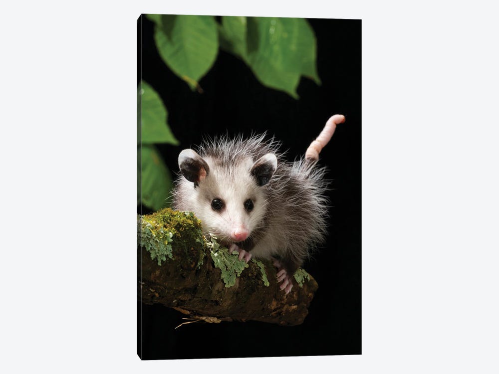 Virginia Opossum, Pennsylvania, USA by Joe & Mary Ann McDonald 1-piece Art Print
