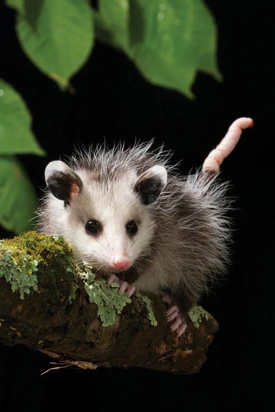 Possums: Virginia Opossum, Pennsylvania, USA by Joe & Mary Ann McDonald