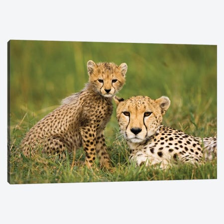 Cheetah (Acinonyx Jubatus) With Cub, Masai Mara Game Reserve, Kenya Canvas Print #MCD2} by Joe & Mary Ann McDonald Canvas Print