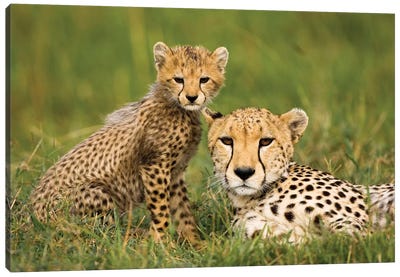 Cheetah (Acinonyx Jubatus) With Cub, Masai Mara Game Reserve, Kenya Canvas Art Print