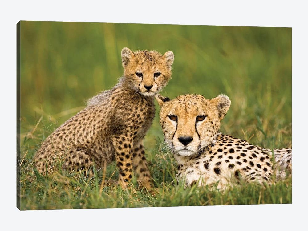 Cheetah (Acinonyx Jubatus) With Cub, Masai Mara Game Reserve, Kenya by Joe & Mary Ann McDonald 1-piece Canvas Wall Art