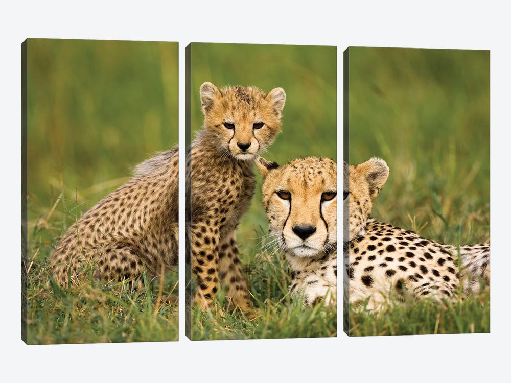 Cheetah (Acinonyx Jubatus) With Cub, Masai Mara Game Reserve, Kenya by Joe & Mary Ann McDonald 3-piece Canvas Wall Art