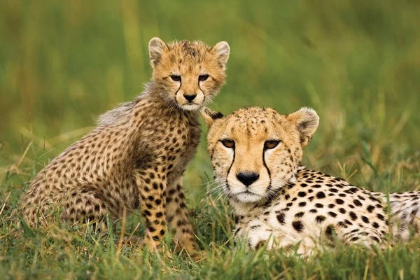 Kenya: Cheetah (Acinonyx Jubatus) With Cub, Masai Mara Game Reserve, Kenya by Joe & Mary Ann McDonald