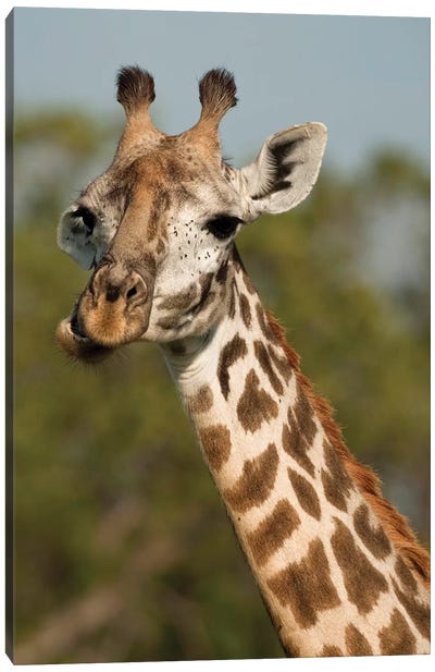 Masai Giraffe, Giraffa Camelopardalis Tippelskirchi, In Grasses In Upper Mara, Masai Mara Gr, Kenya, Humor, Chewing. Canvas Art Print - Maasai Mara National Reserve