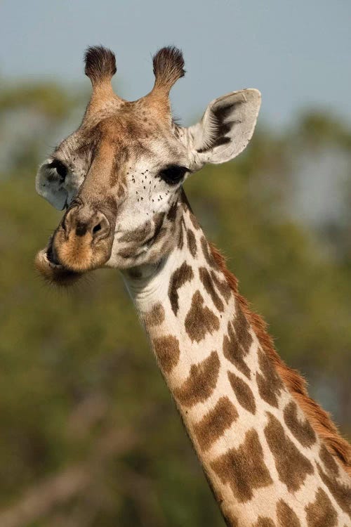 Masai Giraffe, Giraffa Camelopardalis Tippelskirchi, In Grasses In Upper Mara, Masai Mara Gr, Kenya, Humor, Chewing.