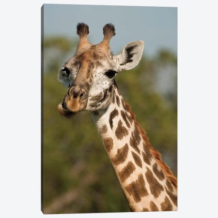 Masai Giraffe, Giraffa Camelopardalis Tippelskirchi, In Grasses In Upper Mara, Masai Mara Gr, Kenya, Humor, Chewing. Canvas Print #MCD3} by Joe & Mary Ann McDonald Art Print